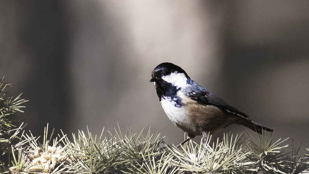 Coal Tit